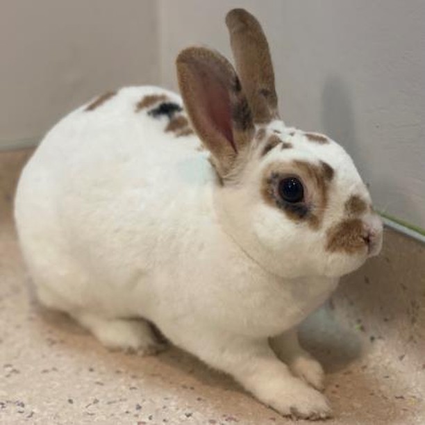 bunny-recap