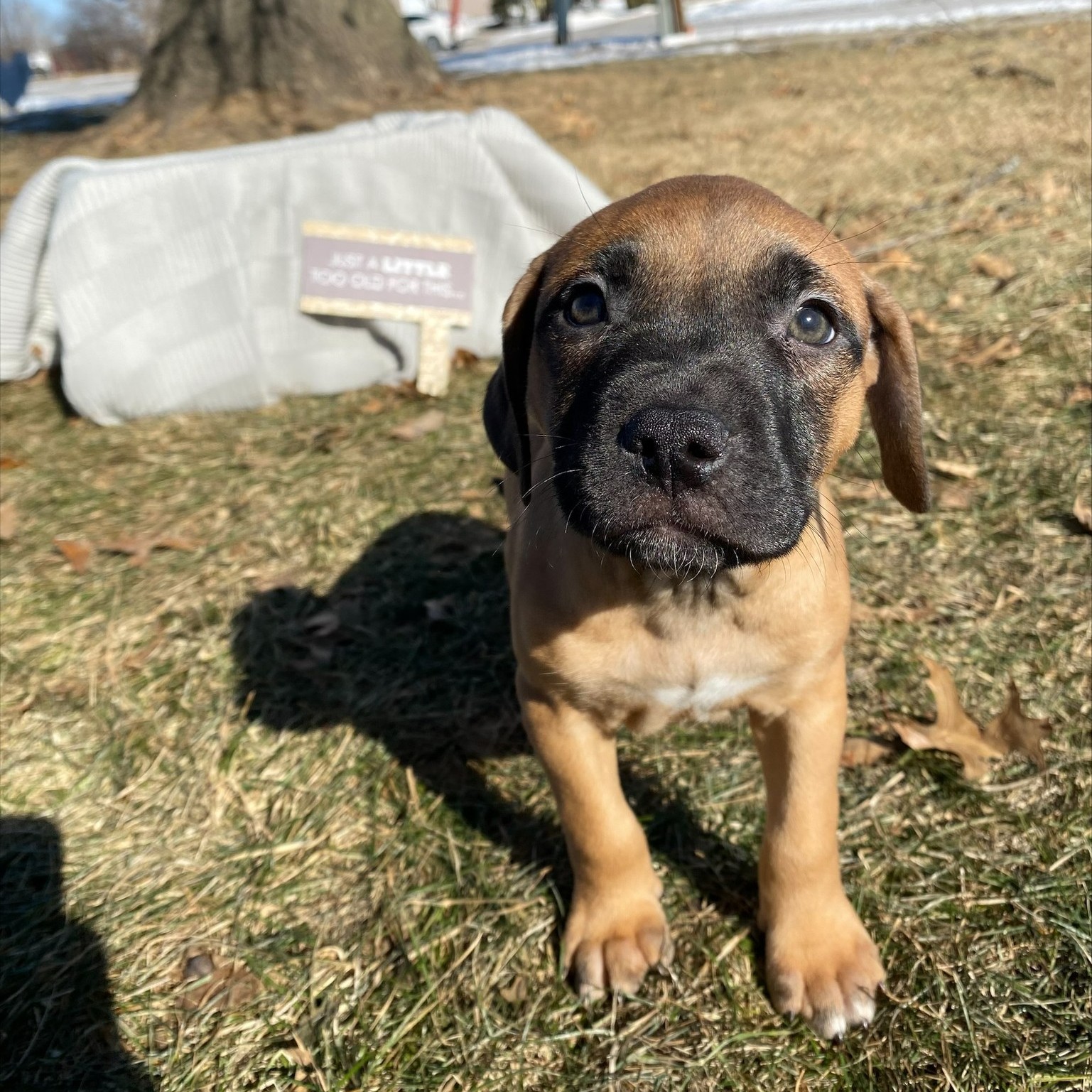 puppy-recap