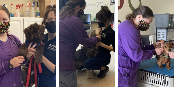 veterinary-service-expands