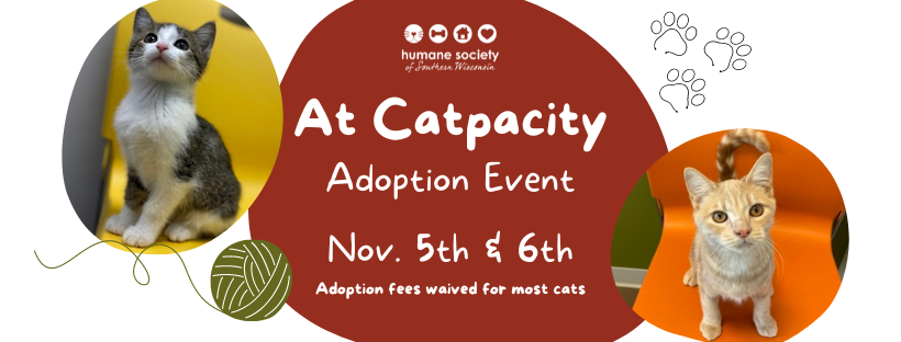 At Catpacity (820 × 312 px) (1)