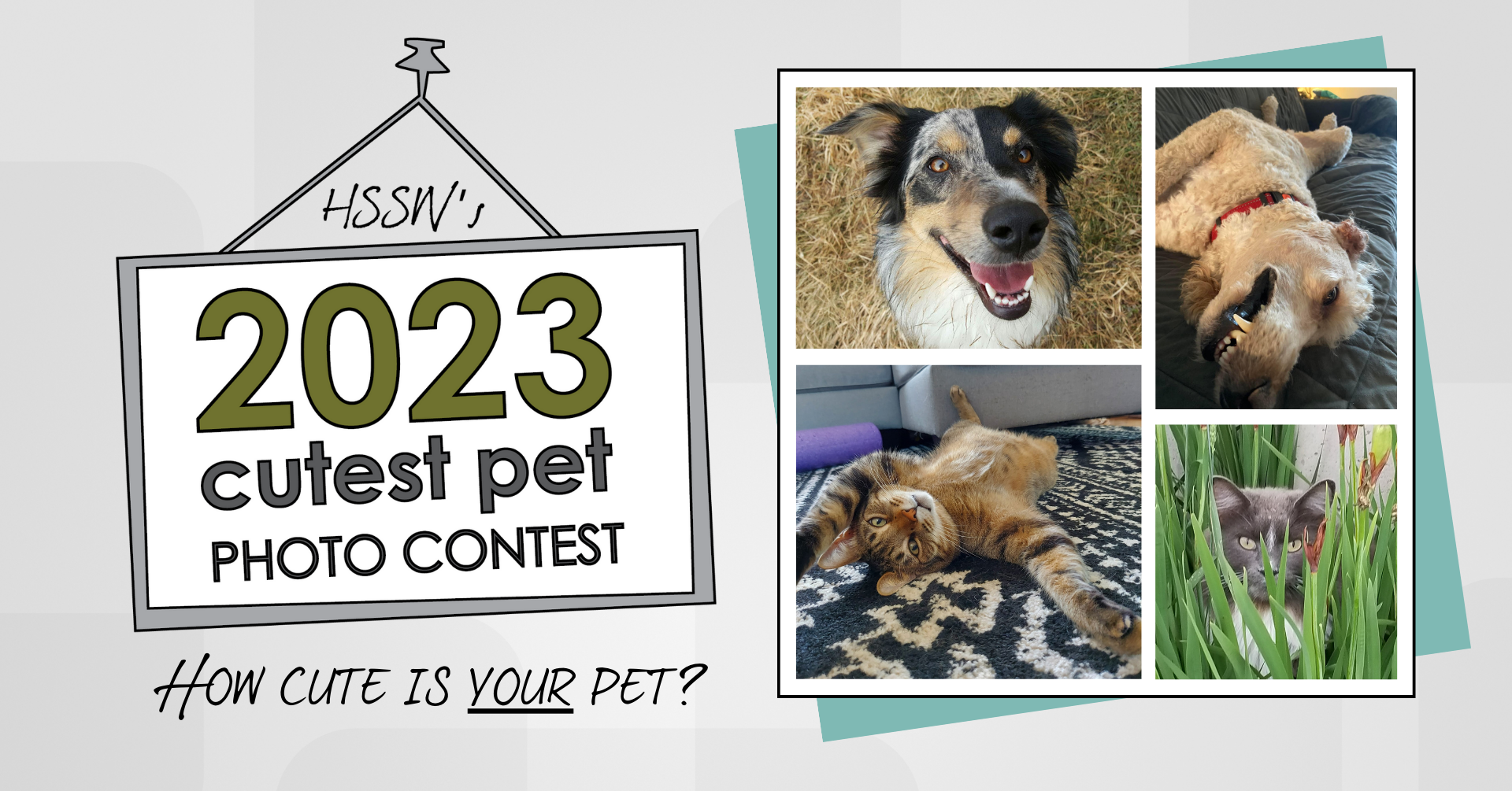 Cutest Pets Contest FB Event (2)