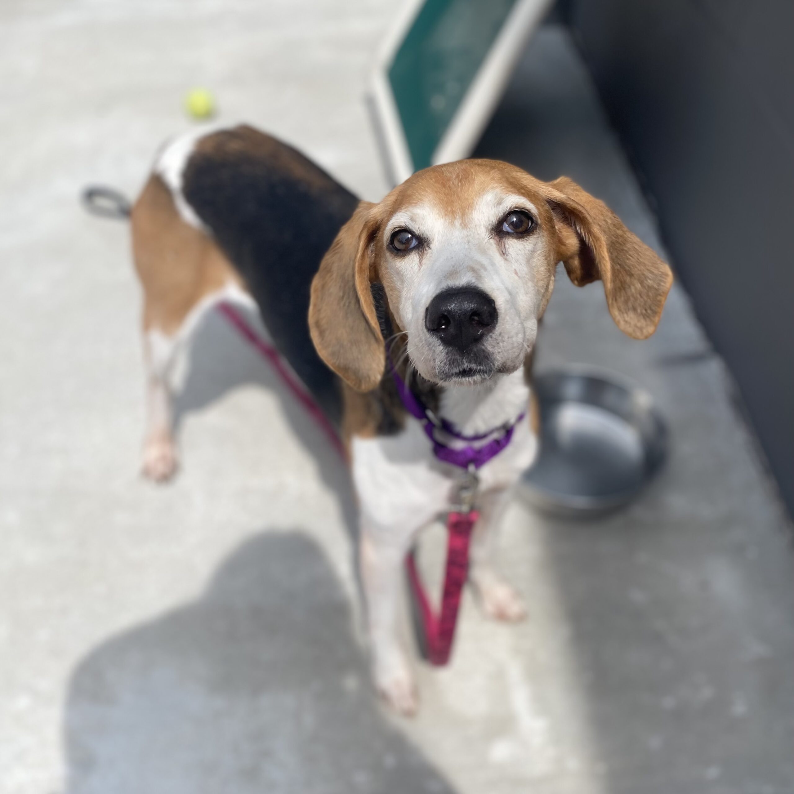 Restoration Candle Company Humane Society of Southern Wisconsin