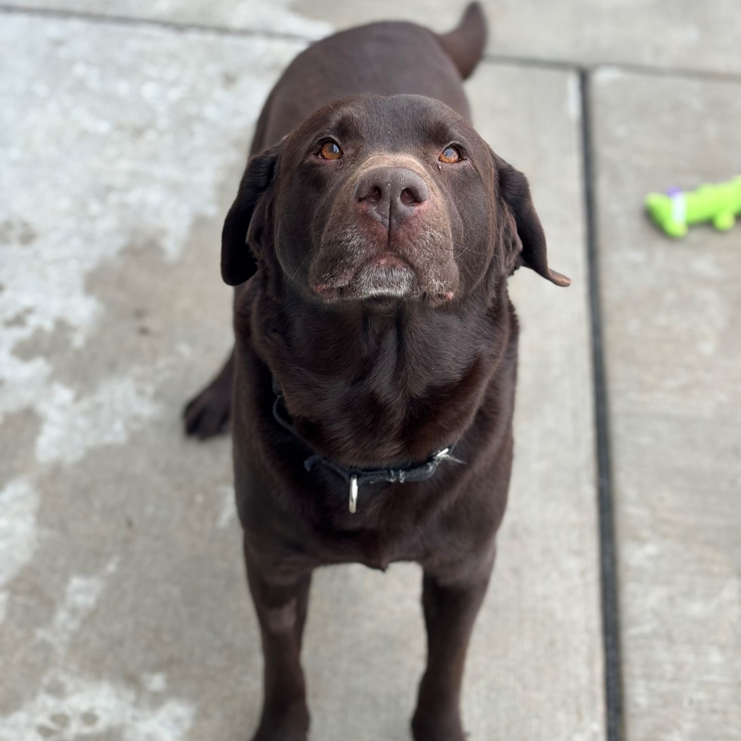 Restoration Candle Company Humane Society of Southern Wisconsin