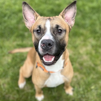 Bruno1