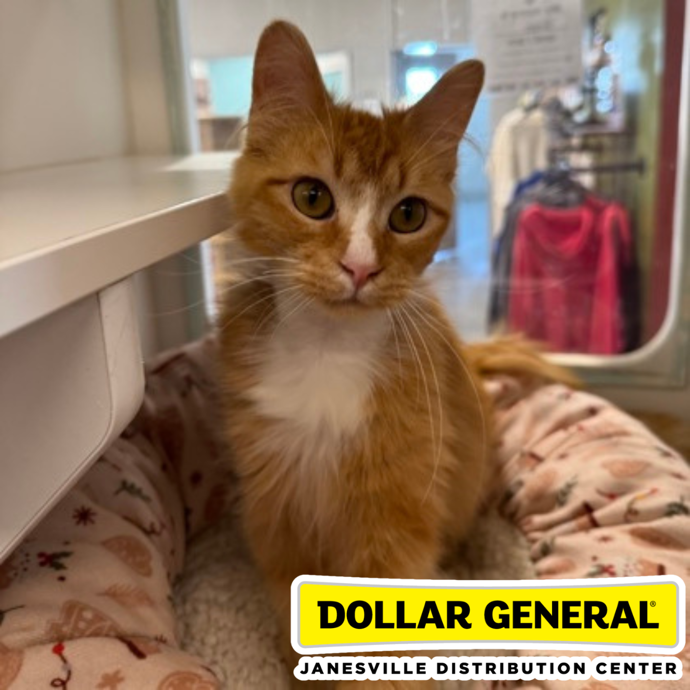 Dollar General