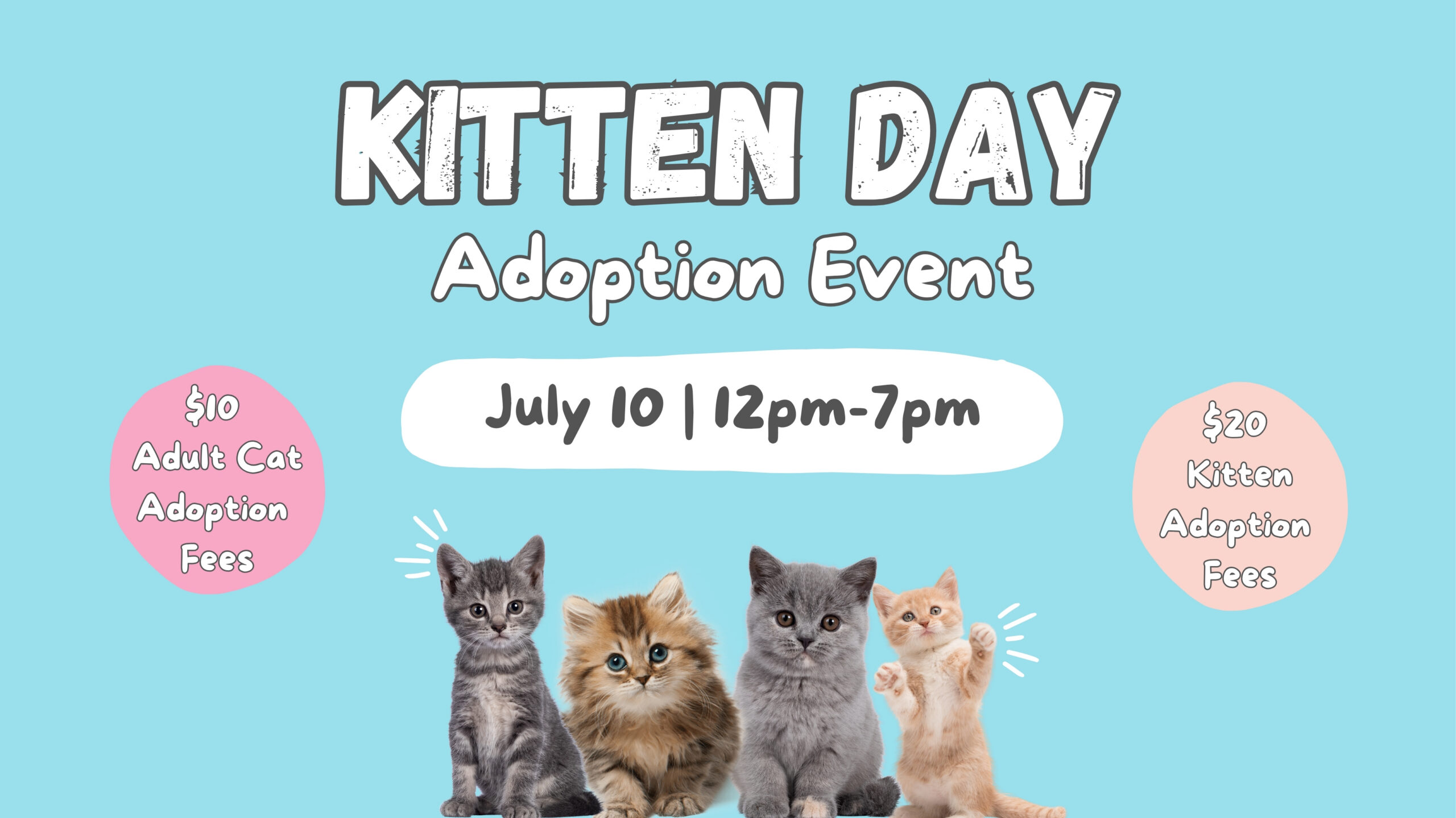 Kitten Day Adoption Event