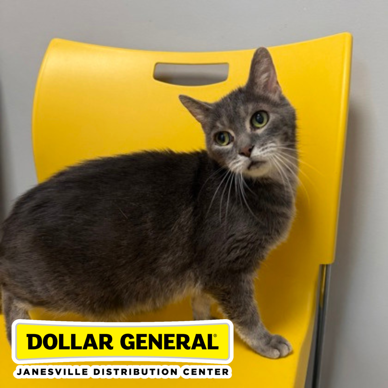 Dollar General