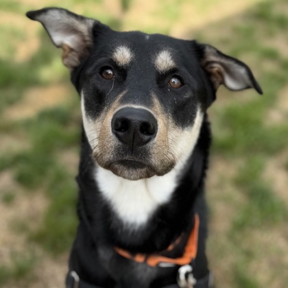 Goofy