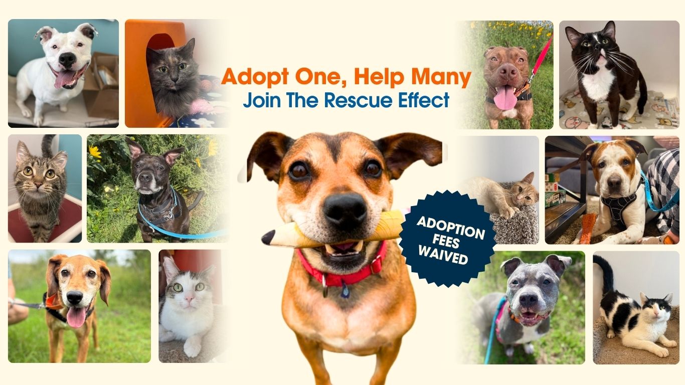 Rescue Effect Website Graphics (2)