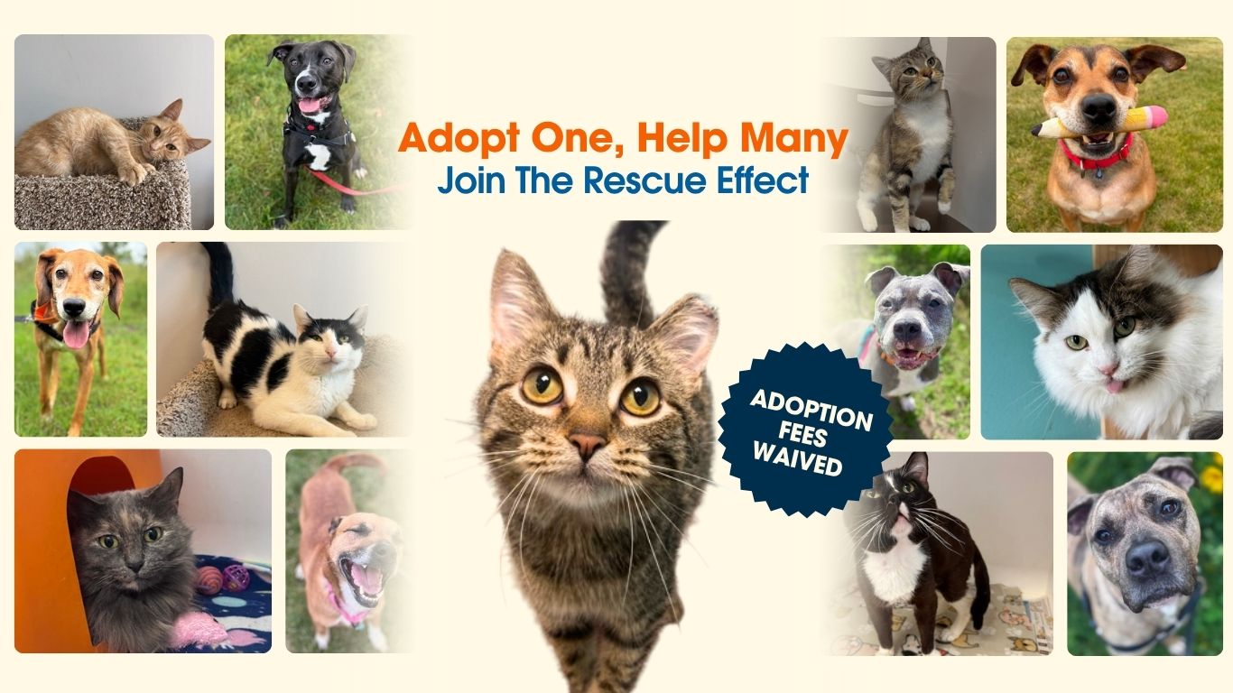 Rescue Effect Website Graphics (3)