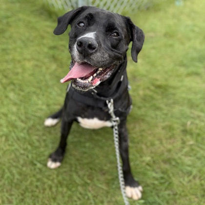 Roscoe1